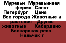 Муравьи, Муравьинная ферма. Санкт-Петербург. › Цена ­ 550 - Все города Животные и растения » Другие животные   . Кабардино-Балкарская респ.,Нальчик г.